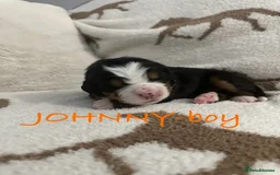 Bernese Mountain Dog dogs for sale: Bernese Mountain Dog Puppies - Image 4