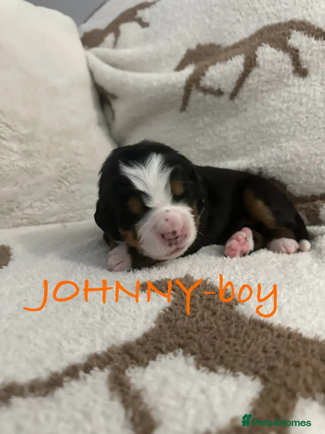 Bernese Mountain Dog dogs for sale: Bernese Mountain Dog Puppies - Image 4