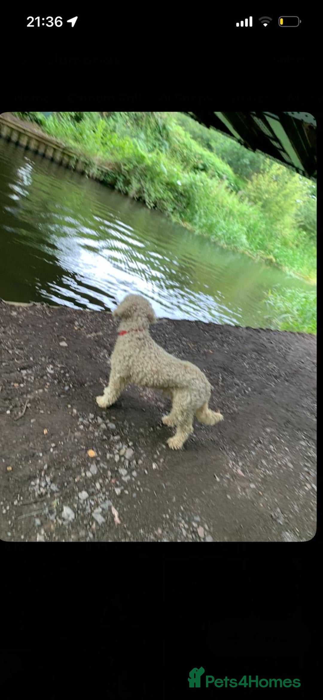 Cockapoo dogs for stud: Proven Beautiful bear up for stud  - Advert 2