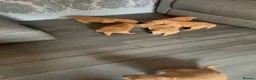 Golden Retriever dogs for sale: Beautiful golden retriever puppies  - Advert 6
