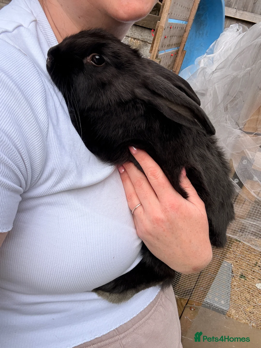 Continental Giant rabbits for sale: New Zealand White x Continental Giant Bunnies - Advert 14