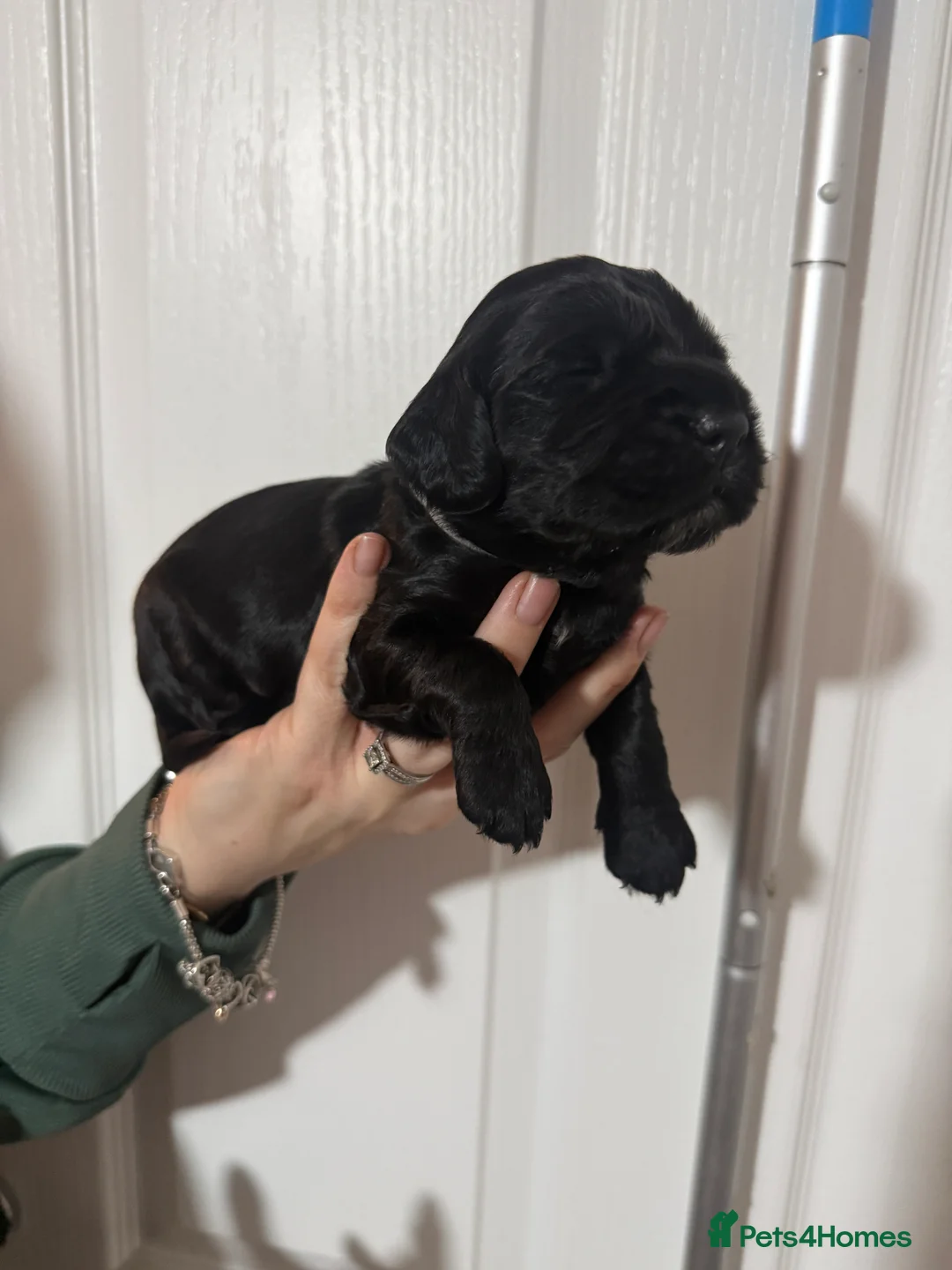 Cocker Spaniel dogs for sale: 3 Cocker Spaniel puppies. AVAILABLE TO VIEW - Advert 29