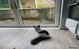 Domestic Shorthair cats for sale: Dojah (Calico) Fessor/Professor (cow cat)  - Image 3