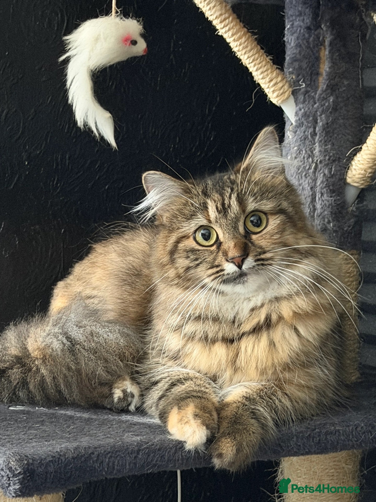 Mixed Breed cats Beautiful Long Haired x Short Haired Kittens 🐱💚 - Advert 1