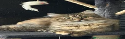 Mixed Breed cats for sale: Beautiful Long Haired x Short Haired Kittens 🐱💚 - Advert 1