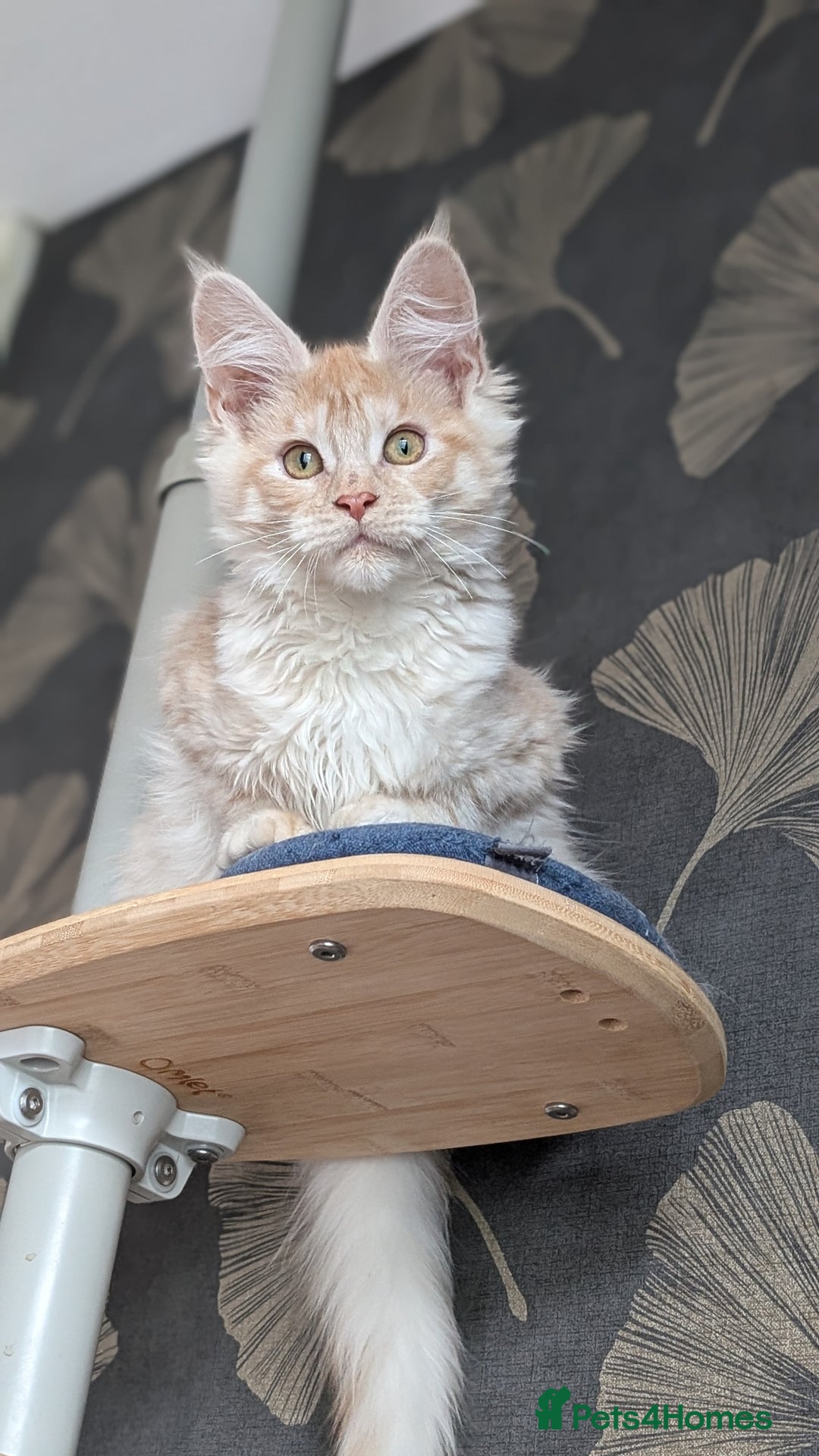 Maine Coon cats for sale: Pedigree, Tica registered kittens - Advert 7