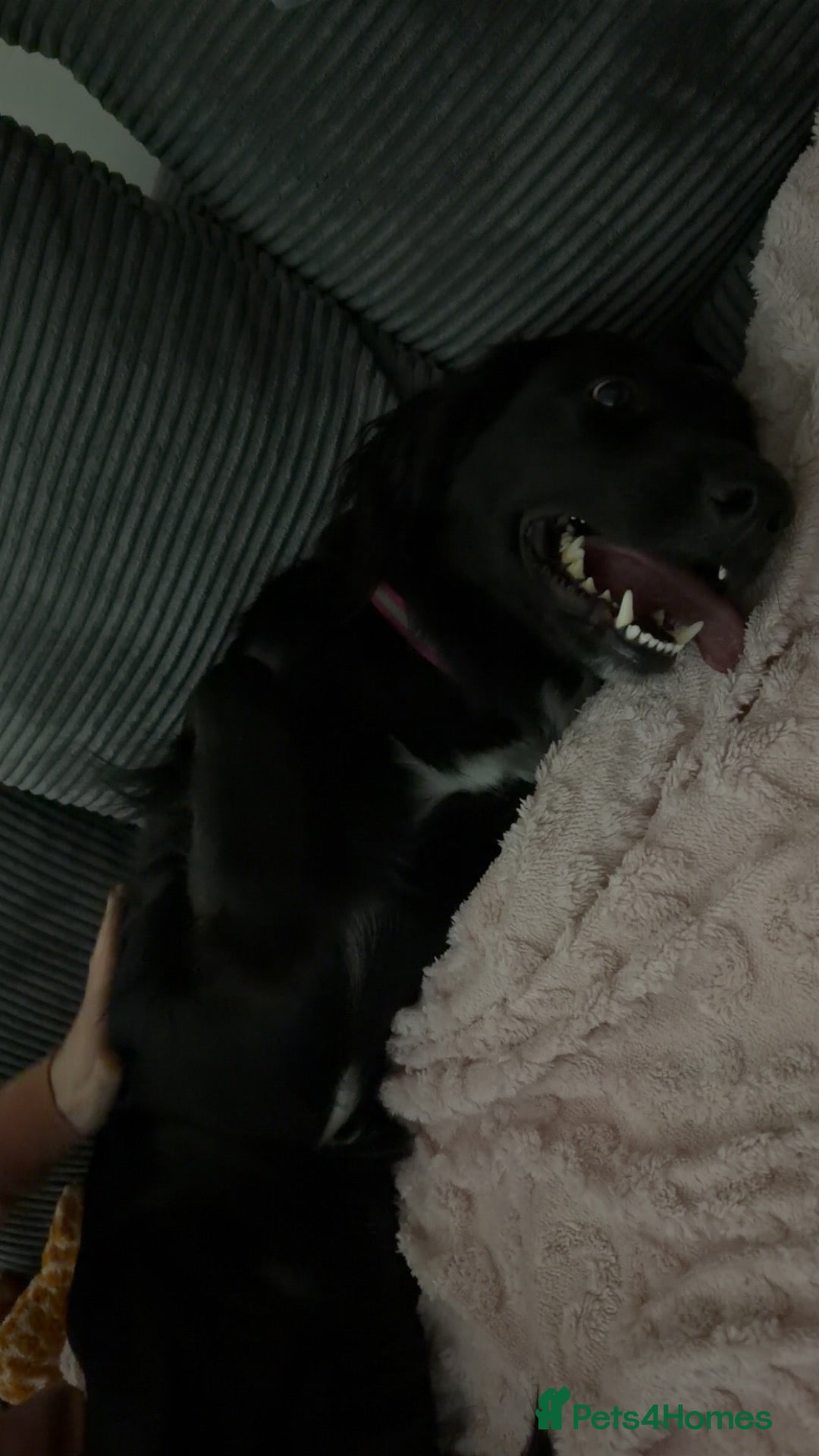 Mixed Breed dogs Cocker Spaniel/German Shepherd Cross - Advert 1
