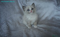 Ragdoll cats for sale: Stunning GCCF Registered Heart Melting Affection - Image 26