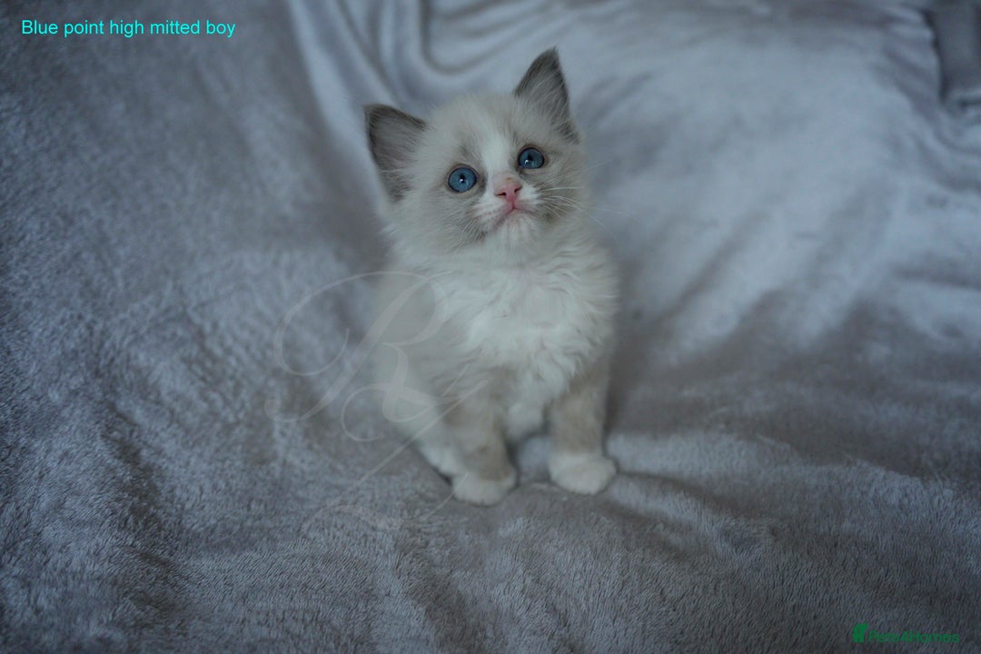 Ragdoll cats for sale: Stunning GCCF Registered Heart Melting Affection - Image 26