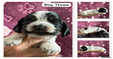 Cocker Spaniel dogs - Advert 9