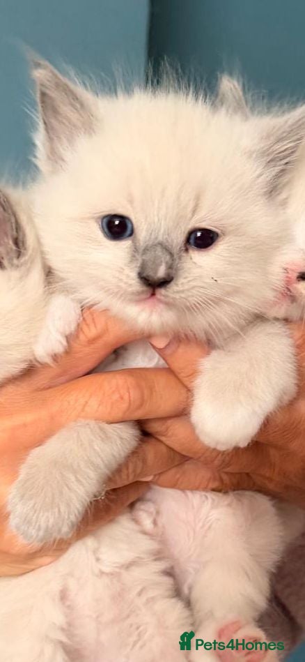 Ragdoll cats GCCF Registered Ragdoll Kittens - Advert 1