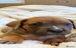 Boerboel dogs for sale: EXCEPTIONAL NABBR REGISTERED PUPPIES!  - Image 6