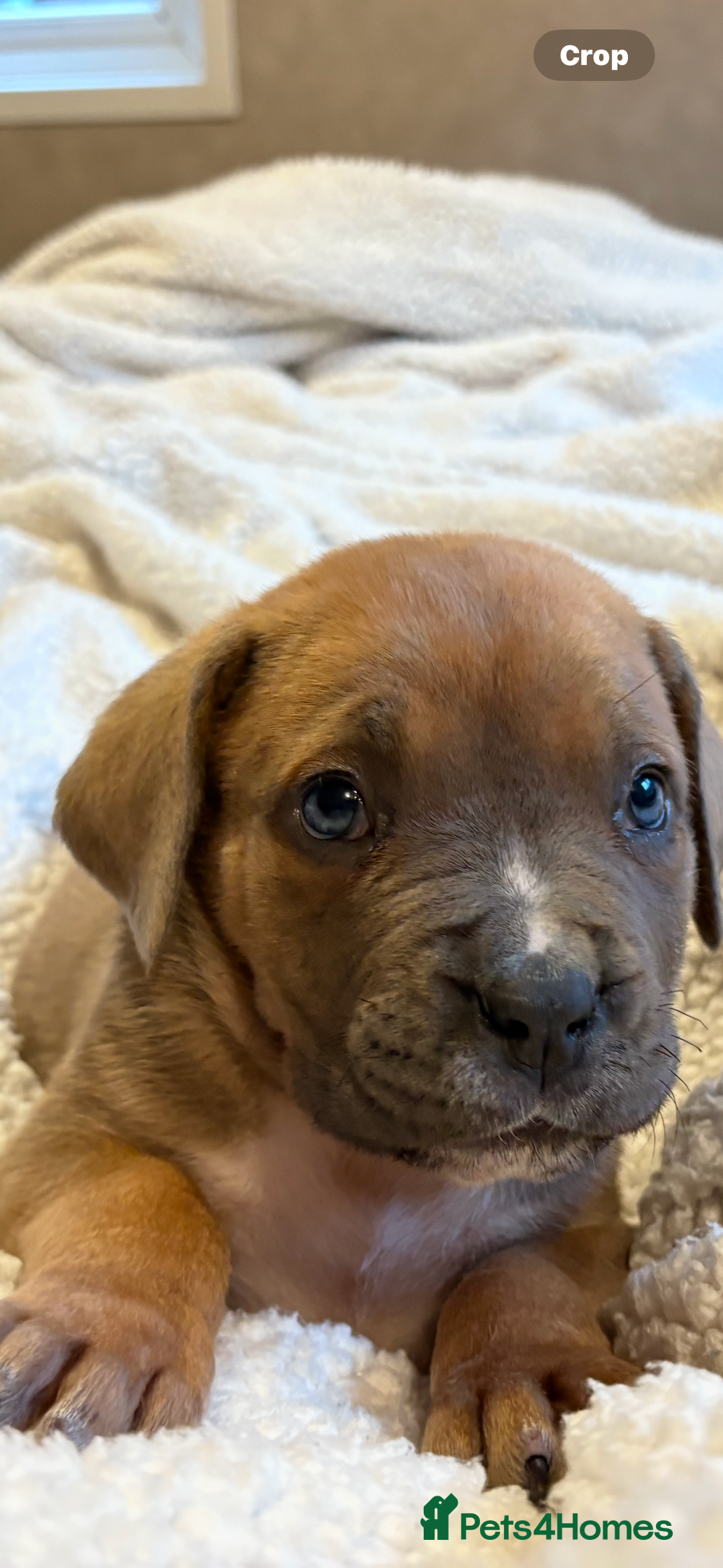 Boerboel dogs for sale: EXCEPTIONAL NABBR REGISTERED PUPPIES!  - Image 6