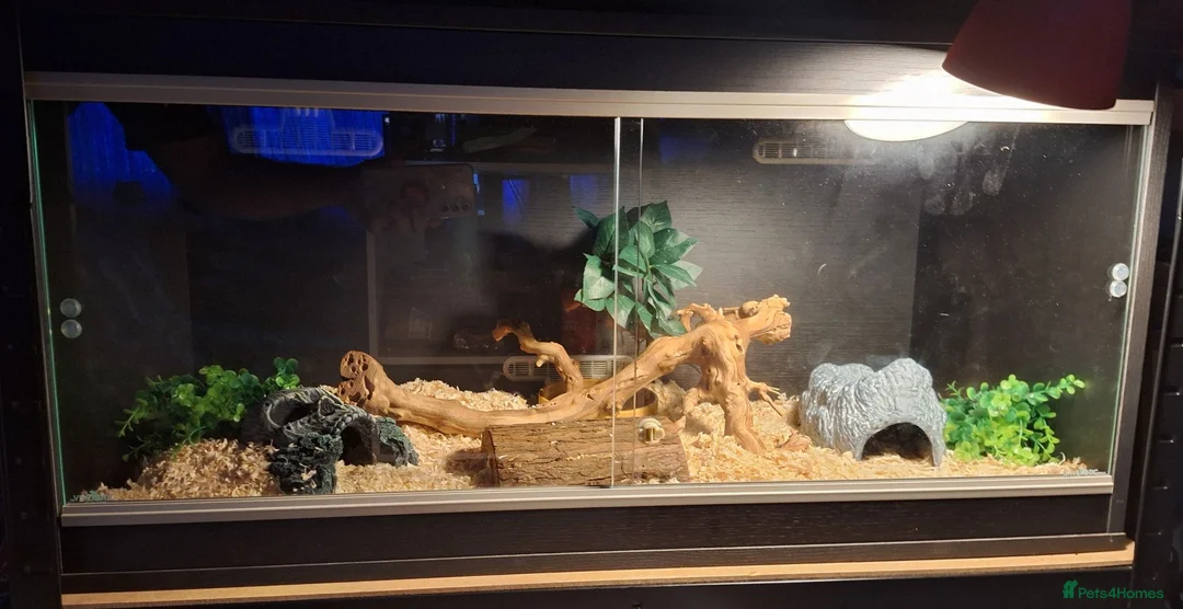 King Snake reptiles for sale: California King Snake + Enclosure set up in Northallerton - Advert 6