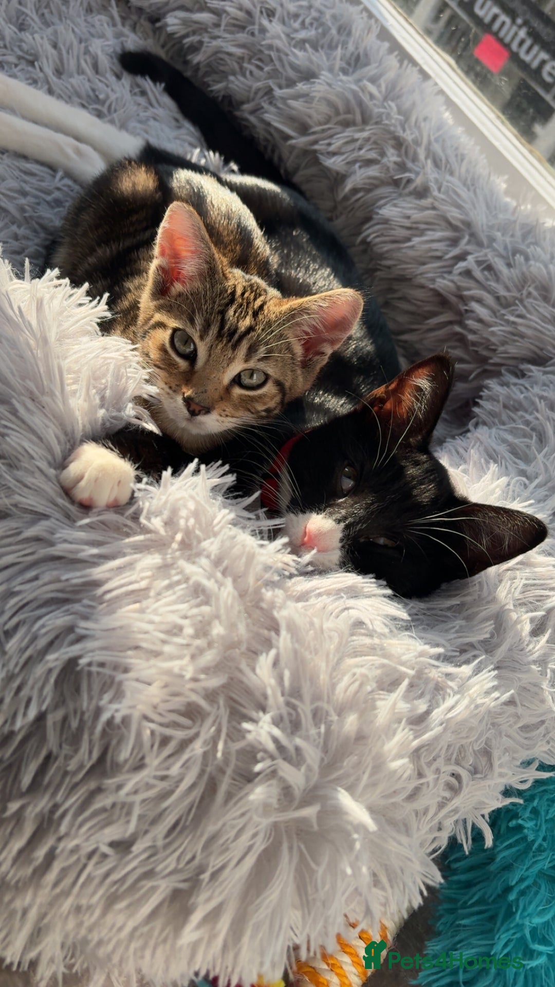 Mixed Breed cats for sale: Male kitten  - Image 2