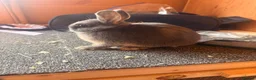 Netherland Dwarf rabbits for sale: Pure bred netherland dwarfs - Advert 7