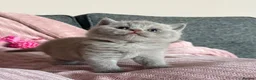 British Shorthair cats for sale: British Shorthair Kittens - Advert 4