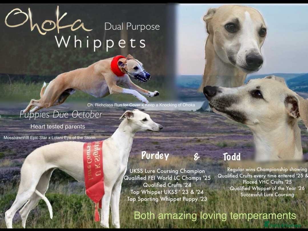 Whippet dogs for sale: Quality show/ Lure coursing girl - Advert 15