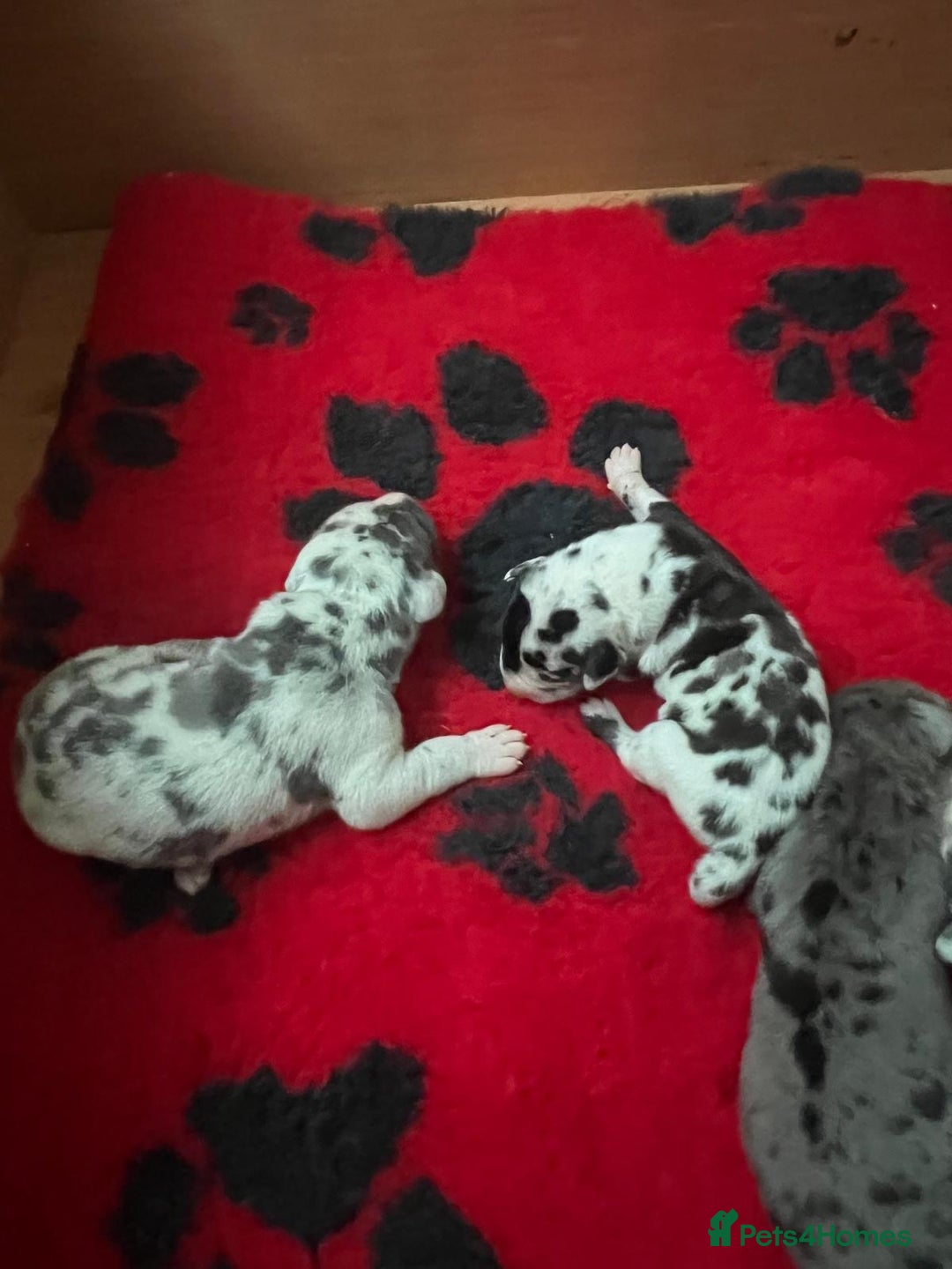 Great Dane dogs for sale: Purebred Great Dane Puppies – European Bloodline  - Image 3