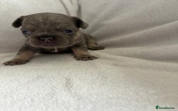 French Bulldog dogs for sale: FLUFFY frenchies puppies  - Image 5