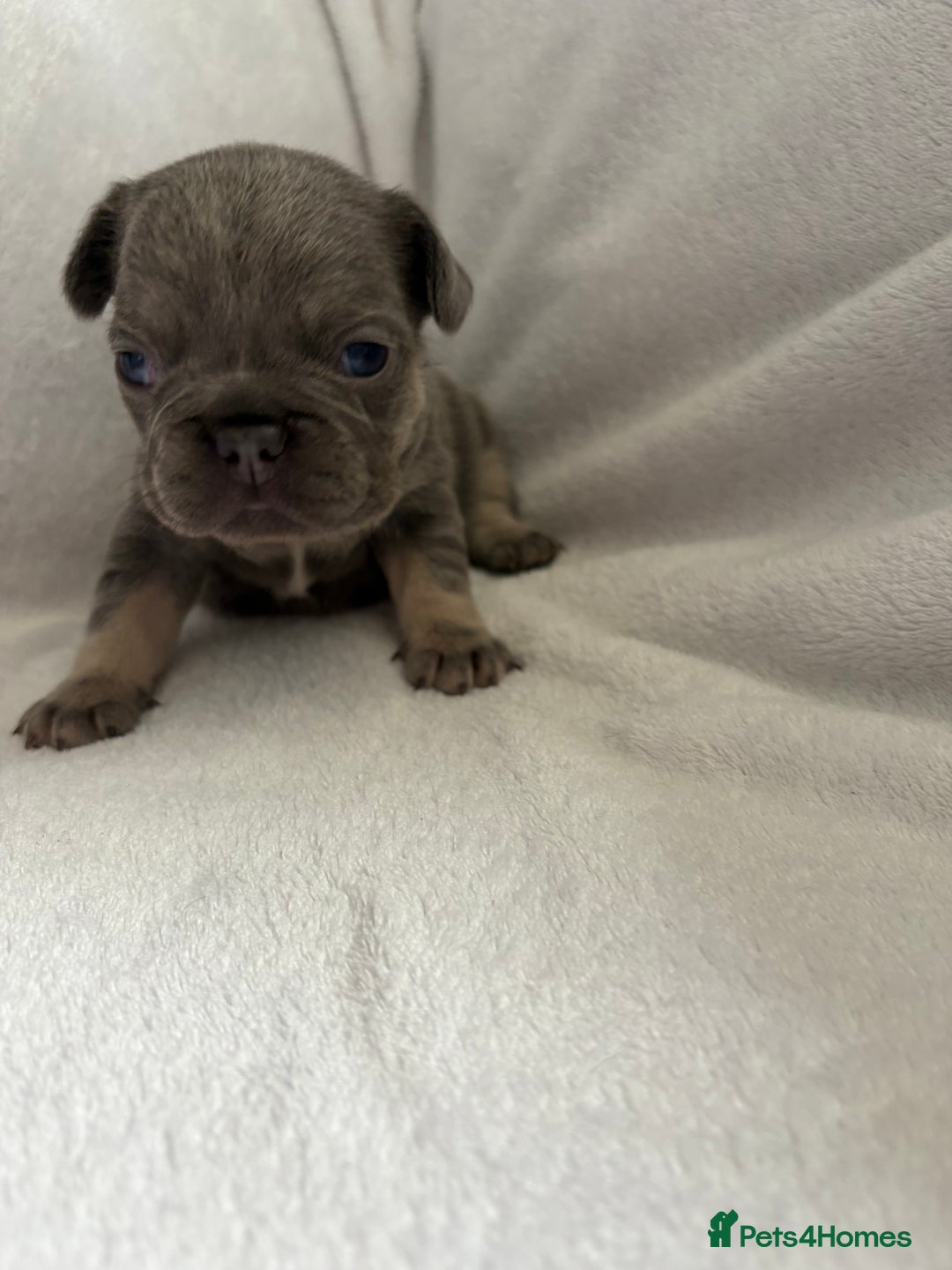 French Bulldog dogs for sale: FLUFFY frenchies puppies  - Image 5