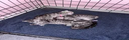 Bengal cats for sale: Bengal mix kittens  - Advert 9