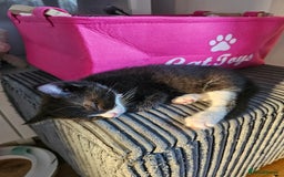 Ragcoon cats for sale: Ragdoll x kittens 😸 😍 ready 10/09/25 - Image 13