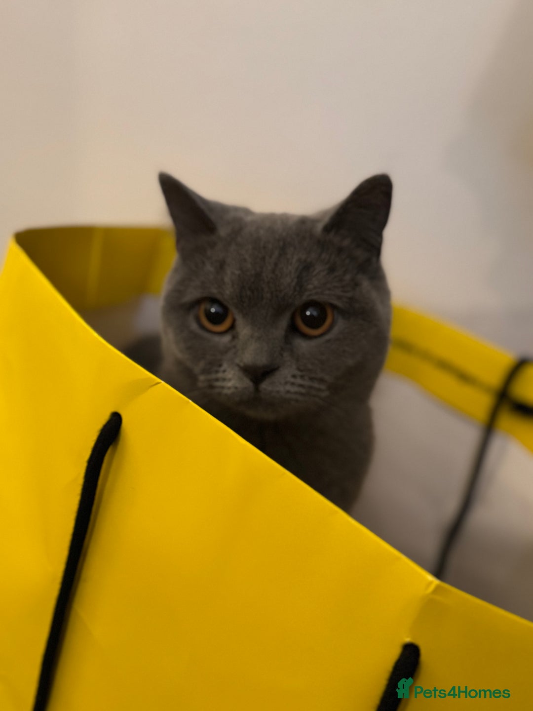 British Shorthair cats for sale: British short hair  - Image 5