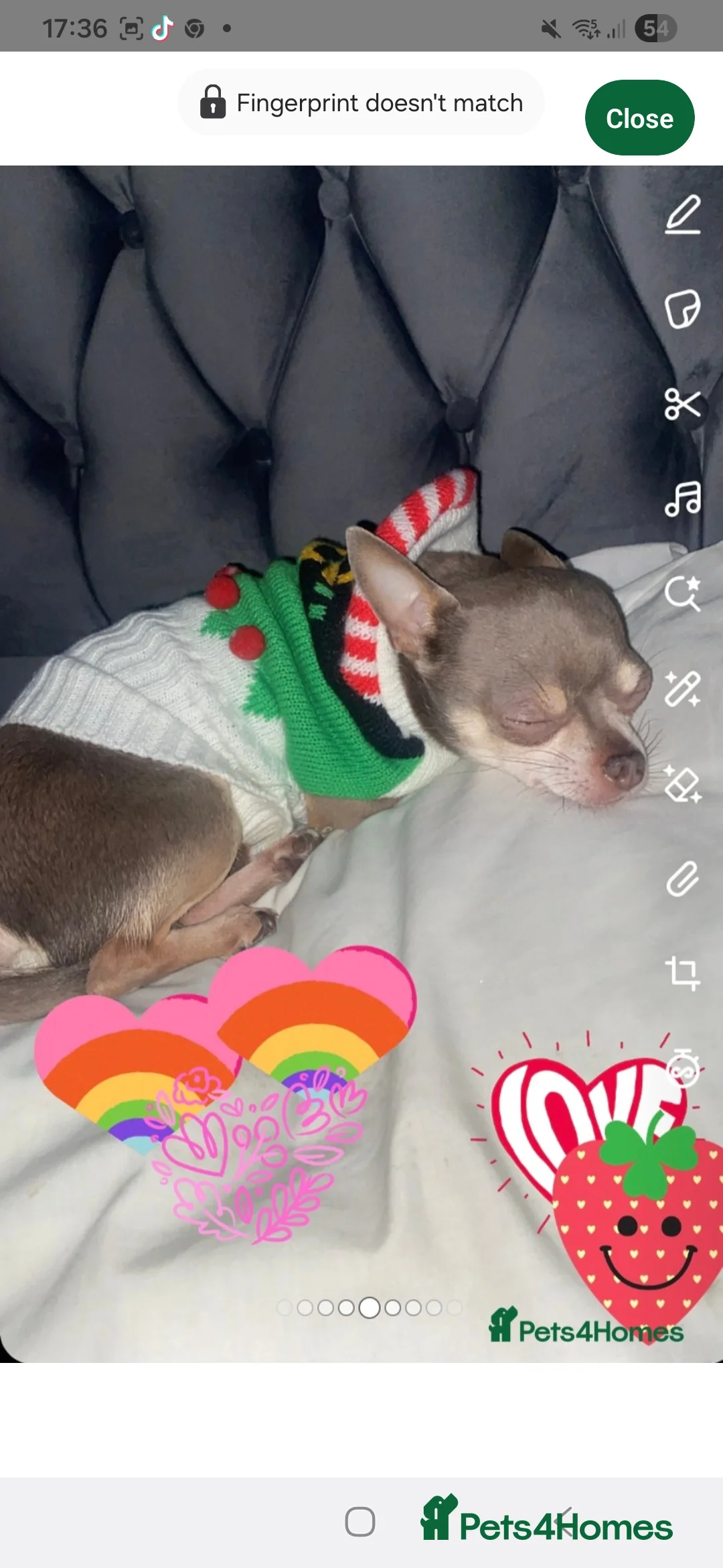 Mixed Breed dogs for sale: Beautiful Babies  - Advert 5