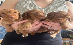 Cocker Spaniel dogs for sale: Working cocker spaniel pups  - Image 5