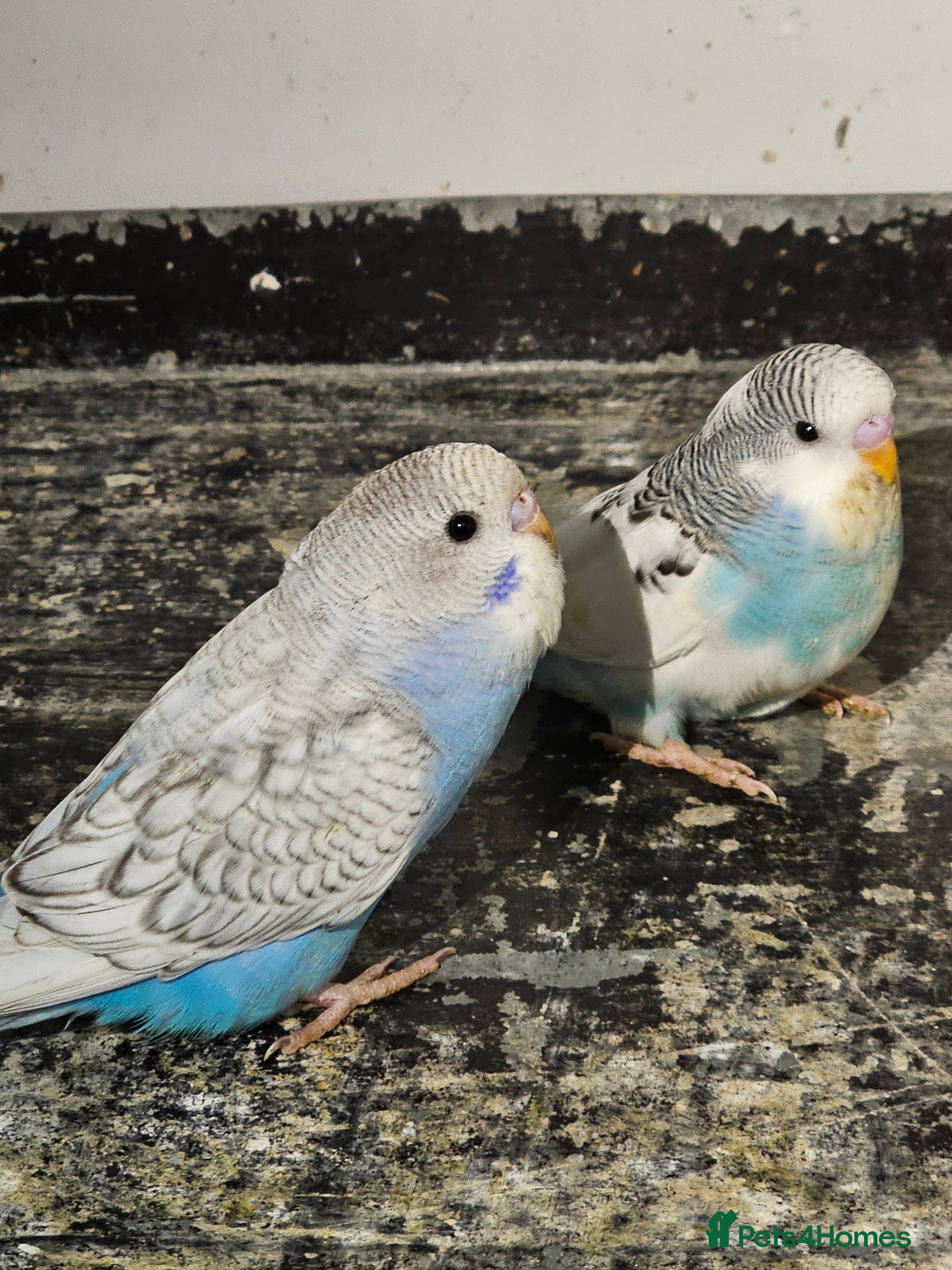 Budgerigars birds Budgie baby - Advert 17