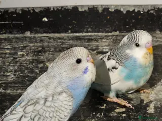 Budgerigars birds Budgie baby - Advert 17
