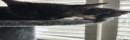 British Shorthair cats for sale: The Tuxedo Esquire, Sisters - Advert 4