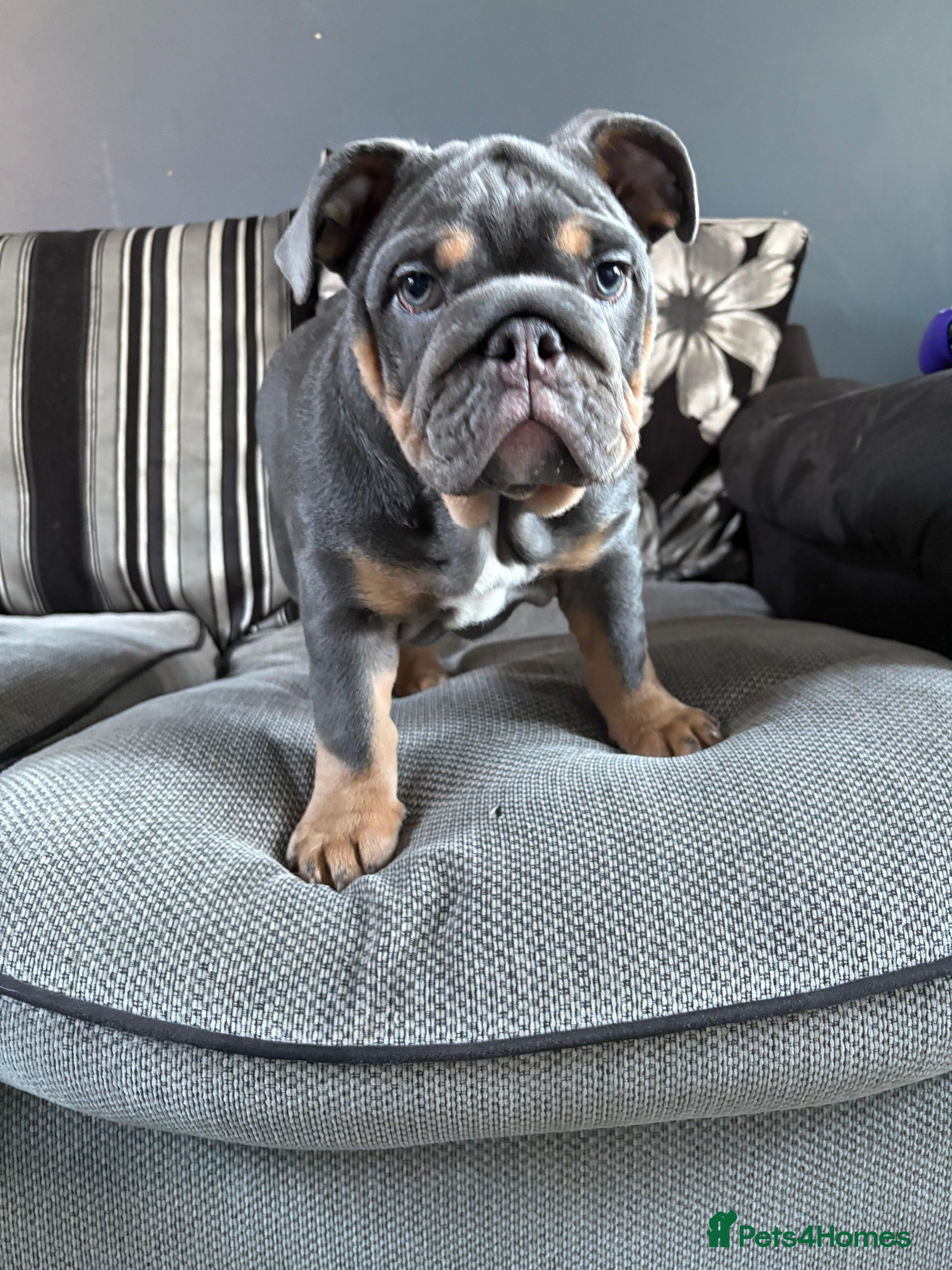 English Bulldog dogs *REDUCED fully vaccinated* English Bulldog Female - Advert 4