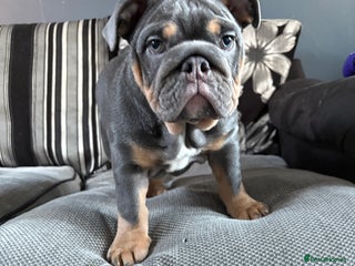 English Bulldog dogs *REDUCED fully vaccinated* English Bulldog Female - Advert 3