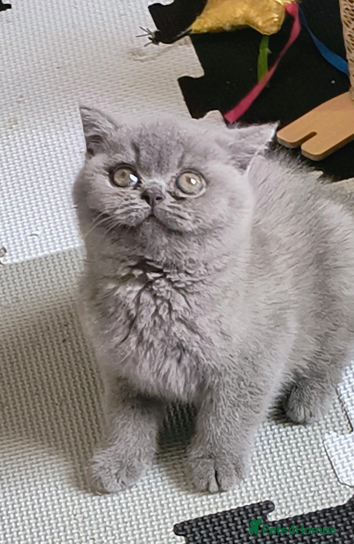 British Shorthair cats Exceptional kittens.Champion lines.  - Advert 2