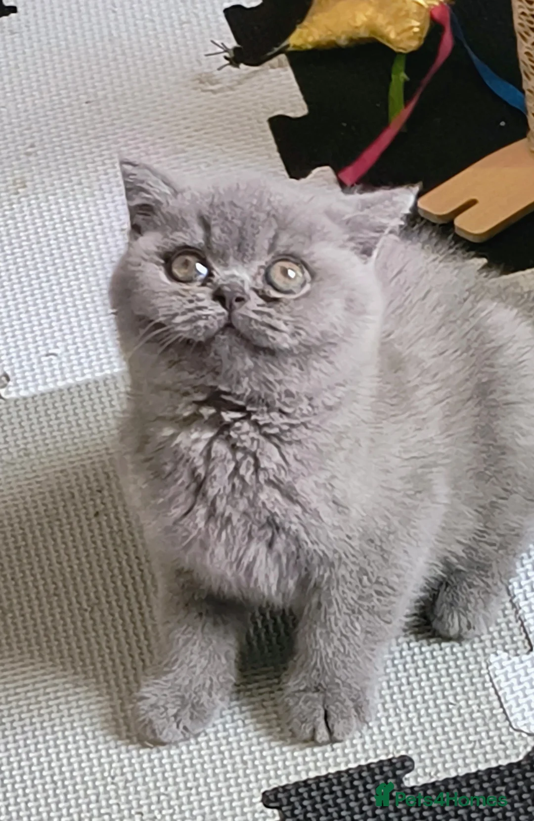 British Shorthair cats for sale: Bicolour Male Blue female Champion lines.  - Advert 2
