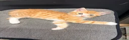 Maine Coon cats for sale: Mainecoon cross kittens - Advert 14