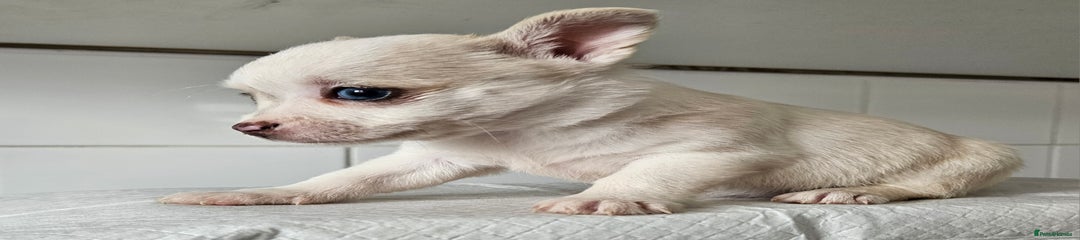 Pomchi Puppy 1