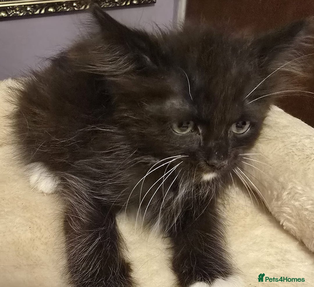 Siberian cats for sale: Tested purebreed hypoallergenic Siberian kittensns - Image 15