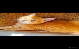 British Longhair cats for sale: Kittens cats - Image 2