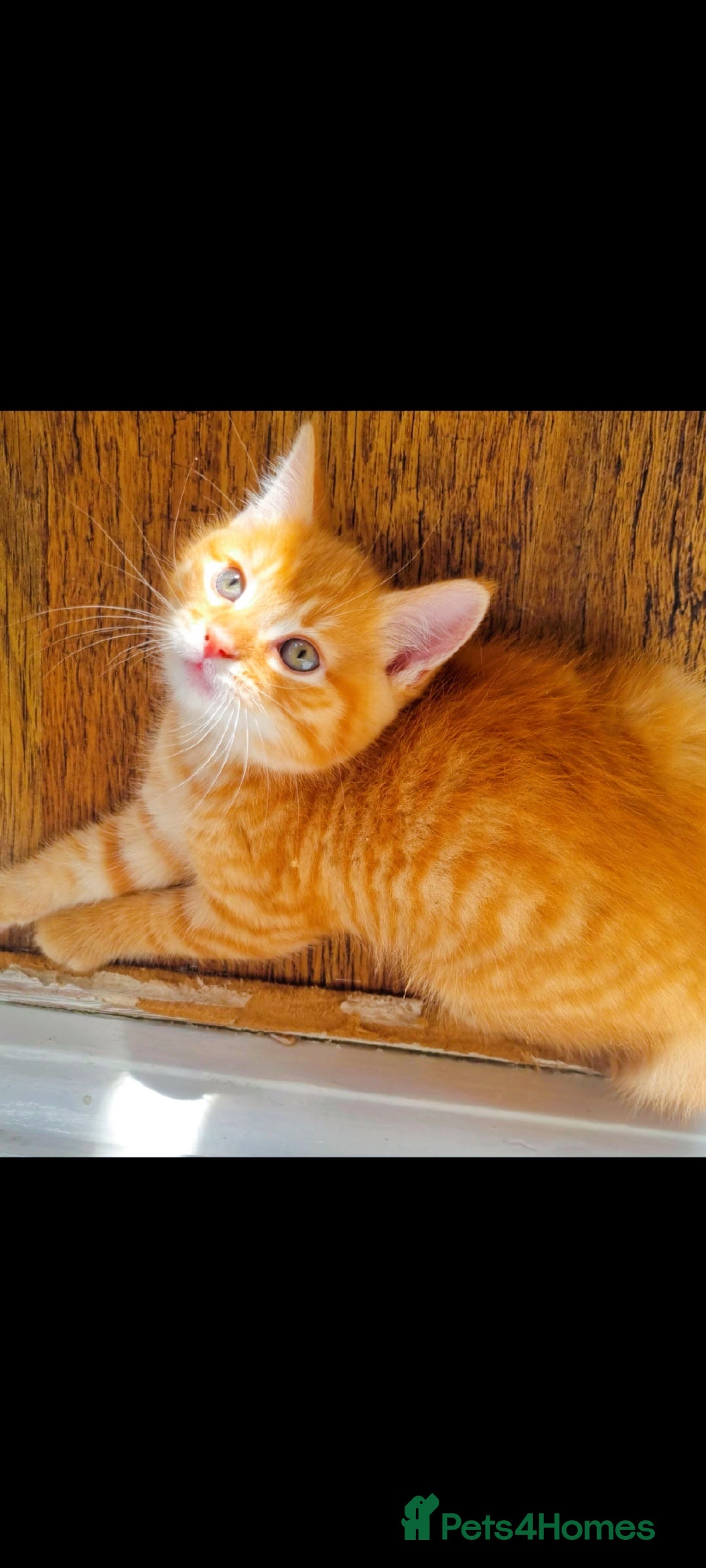 British Longhair cats for sale: Kittens cats - Image 2