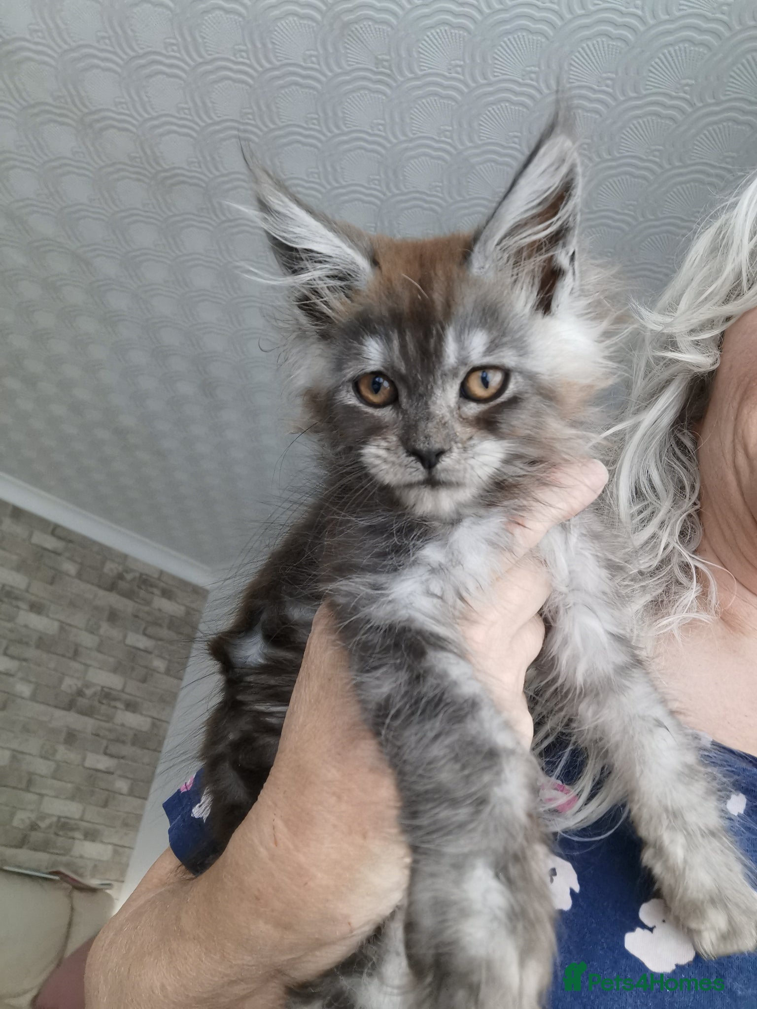 Maine Coon cats Maine coon kittens available.  - Advert 1