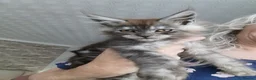 Maine Coon cats for sale: Maine coon kittens available.  - Advert 5