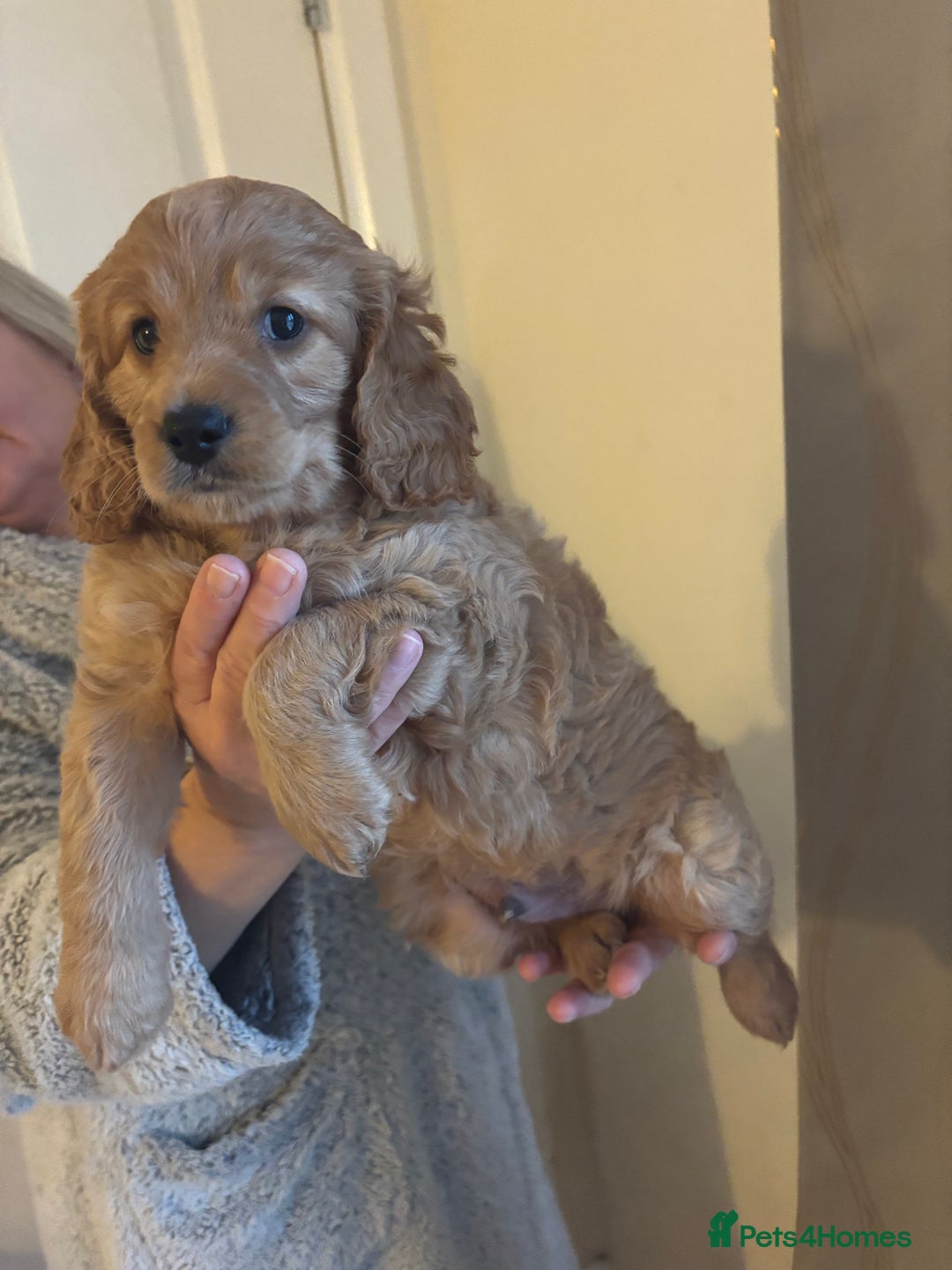 Cockapoo dogs for sale: Last cockapoo boy looking for his forever home ❤️ - Advert 5