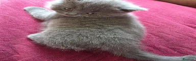 British Shorthair Kitten 2