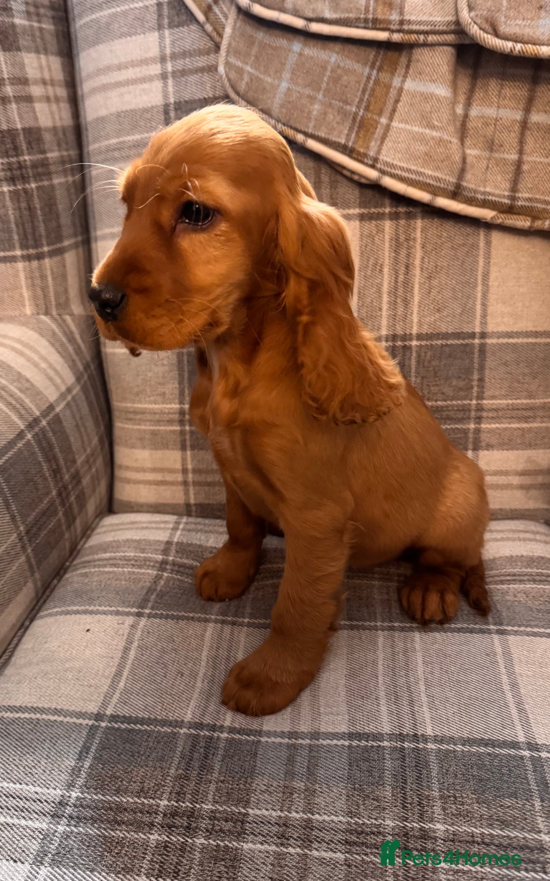 Cocker Spaniel dogs for sale: SHOW TYPE COCKER SPANIEL PUPPIES  - Advert 3