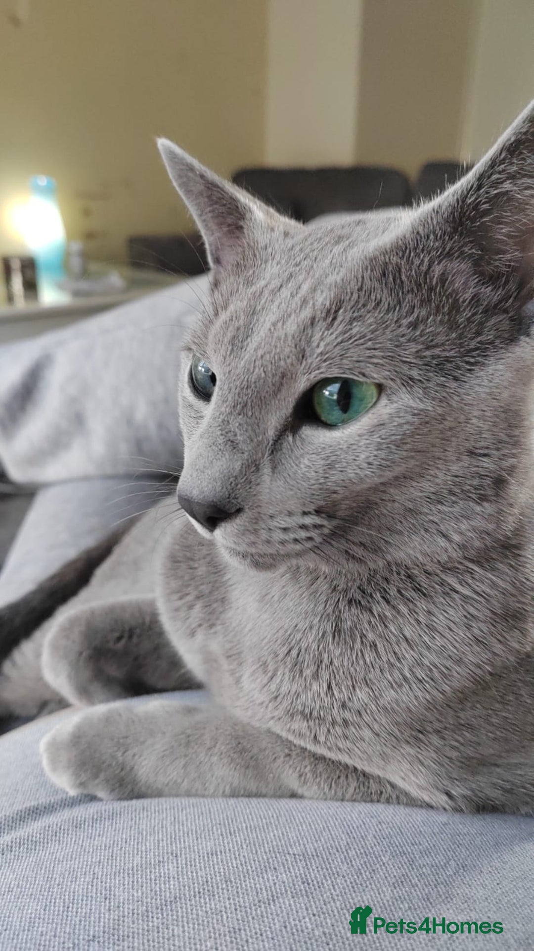 Russian Blue cats for sale: Pedigree Blue Russian kittens Gccf  - Image 15