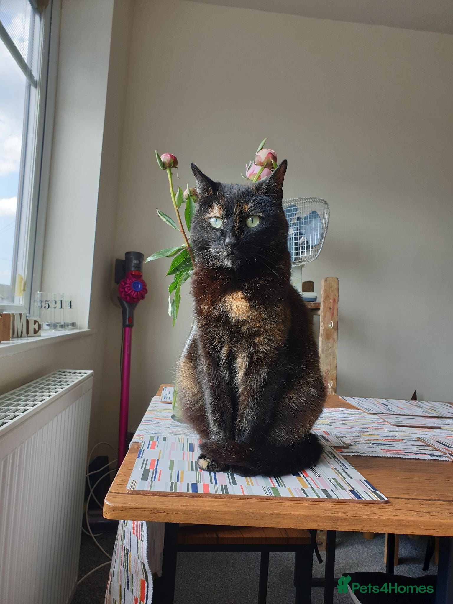 Mixed Breed cats Female cat needs new home - Advert 1