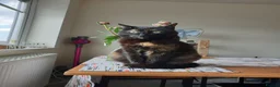 Mixed Breed cats for sale: Female cat needs new home - Advert 1